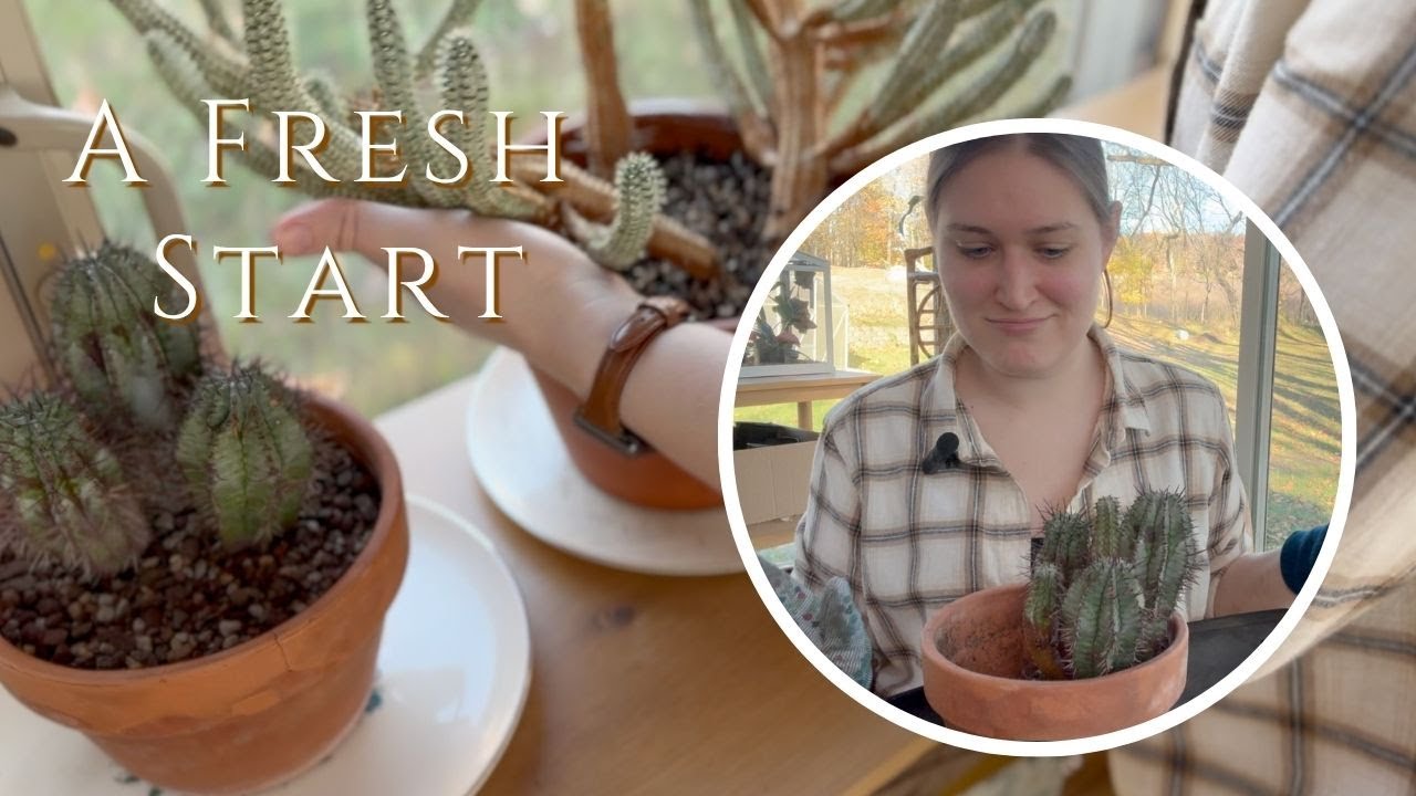 A Cozy Reset & Cactus Repot | Welcome to My Channel 🌿