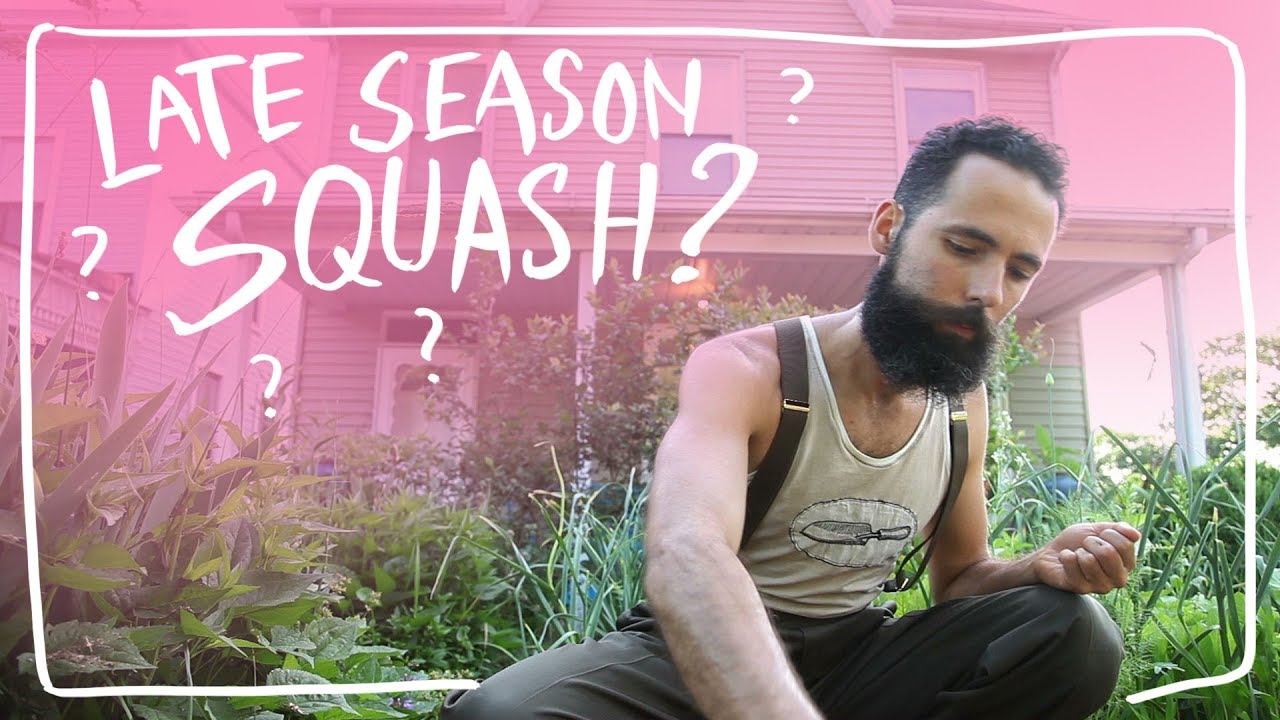 What Happens If I Plant Squash Later?