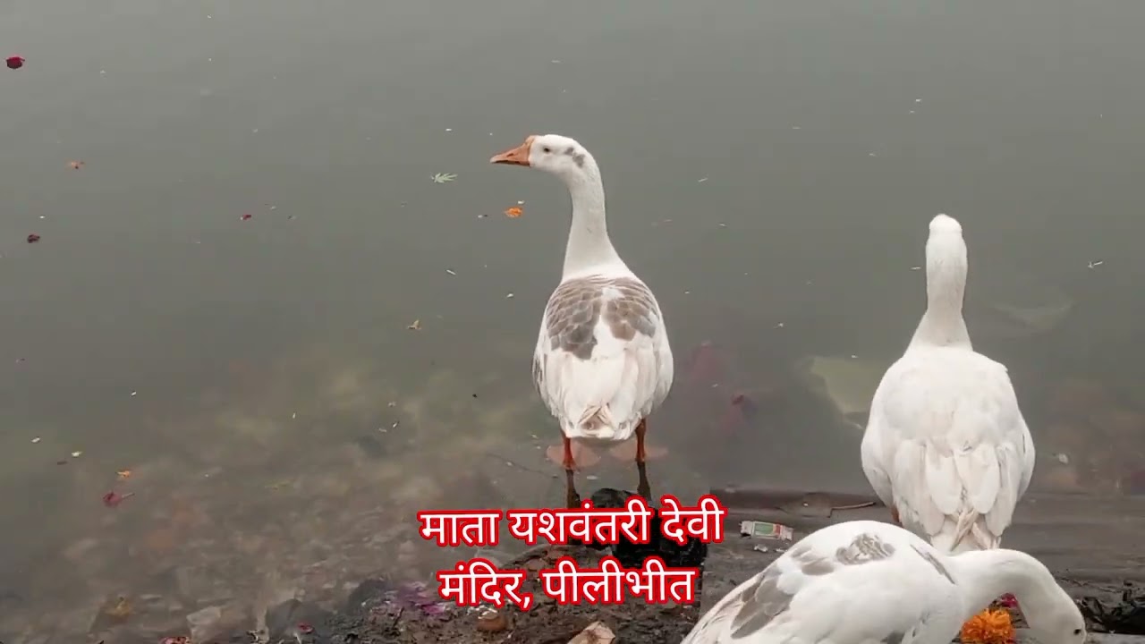 माता यशवंतरी देवी माँ मंदिर, पीलीभीत 