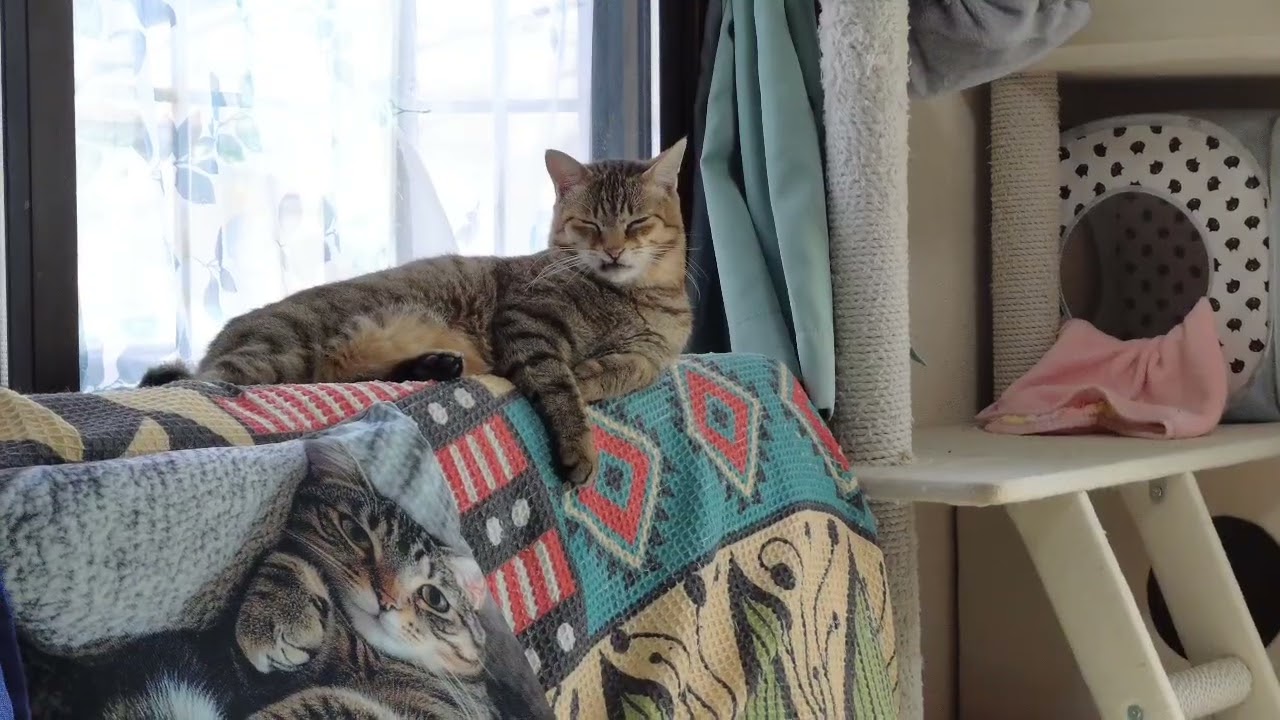 ミイちゃんの下僕・お尻ぽんぽんいつまでもさせていただきます🖐️