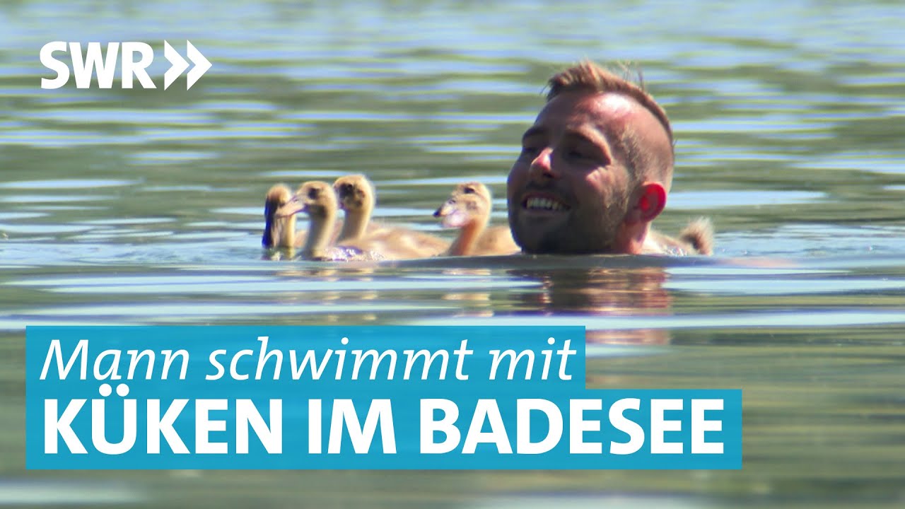 Eine Runde schwimmen mit den Laufentenküken - Ziehpapa Patrick und seine Küken aufm Breitenauer See