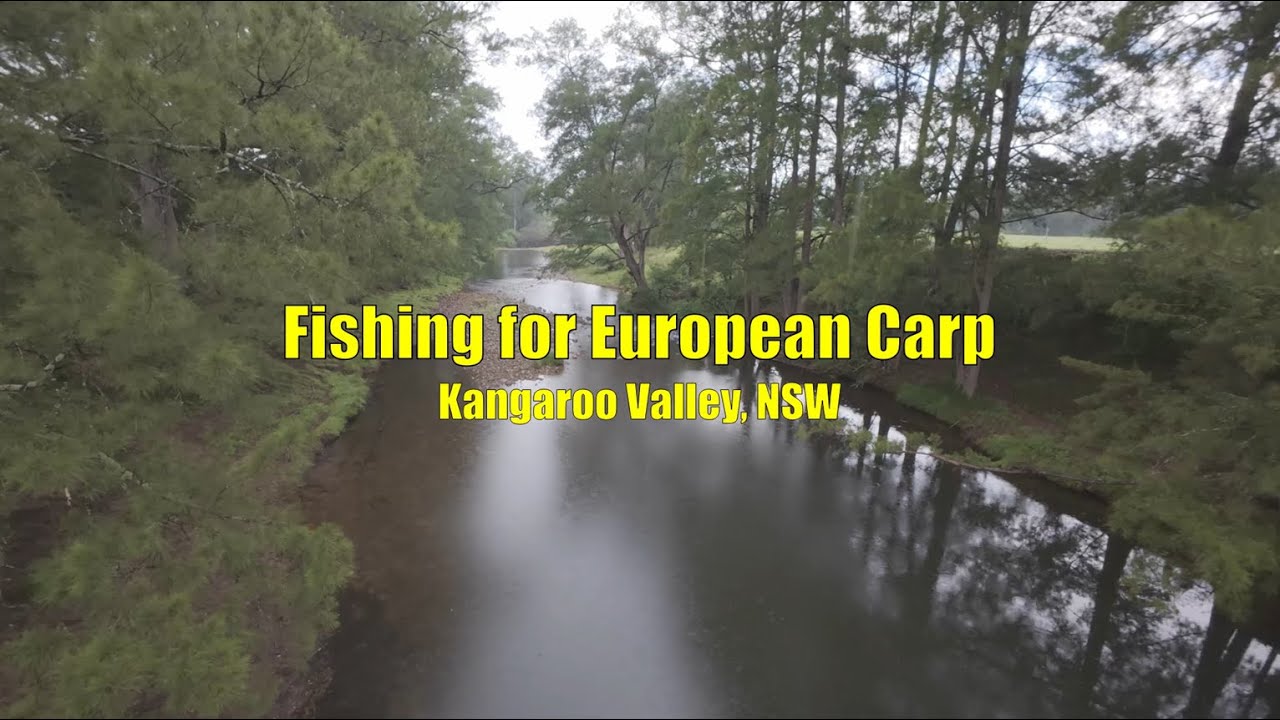 Fishing for European Carp - Kangaroo Valley, NSW