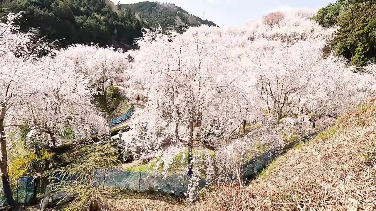 A Wonderful Wave of Weeping Cherry Blossoms and Udon  4K