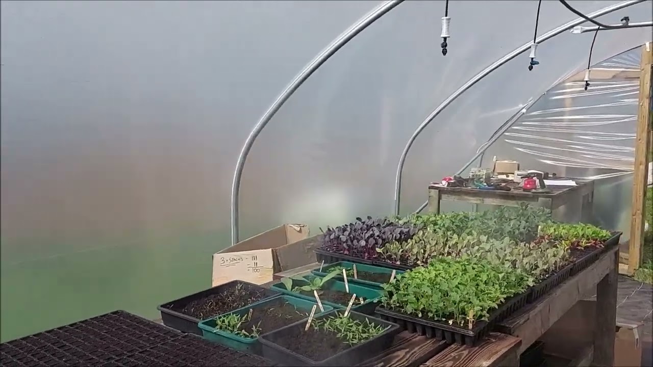 Fogger System for Propagation