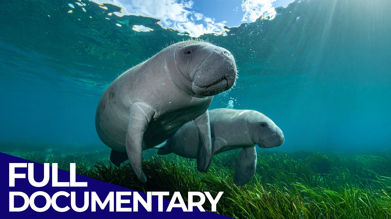 Manatees and Molas - Ocean's Gentlest Giants | Ocean Stories | FD Ocean