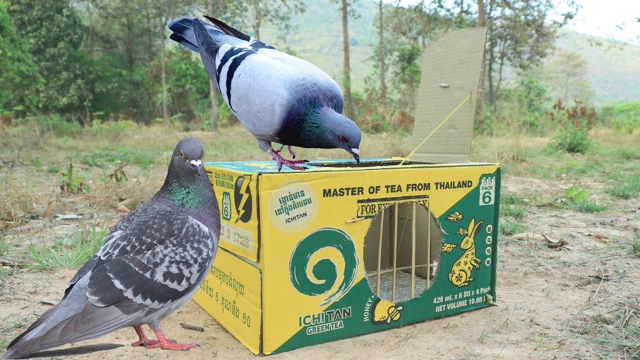 Creative Method Pigeon Trap Using Cardboards - Traditional Bird Trap