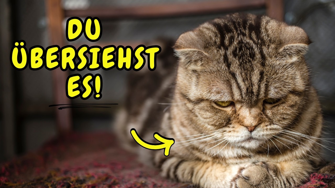 Deine Katze ist TRAURIG, ohne dass du es merkst!💔(TOP 7 Anzeichen)