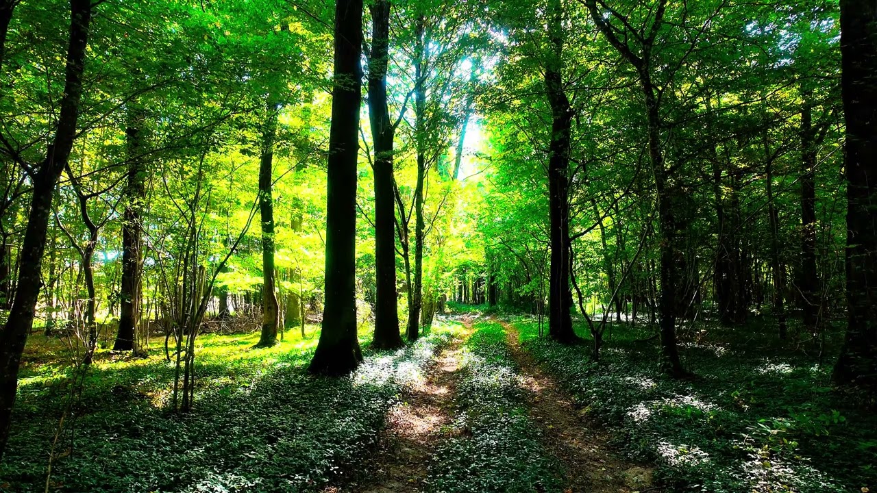 1 Hour of Relaxing Forest Sounds – France Sacred Woods in 4K | No Ads Nature Window
