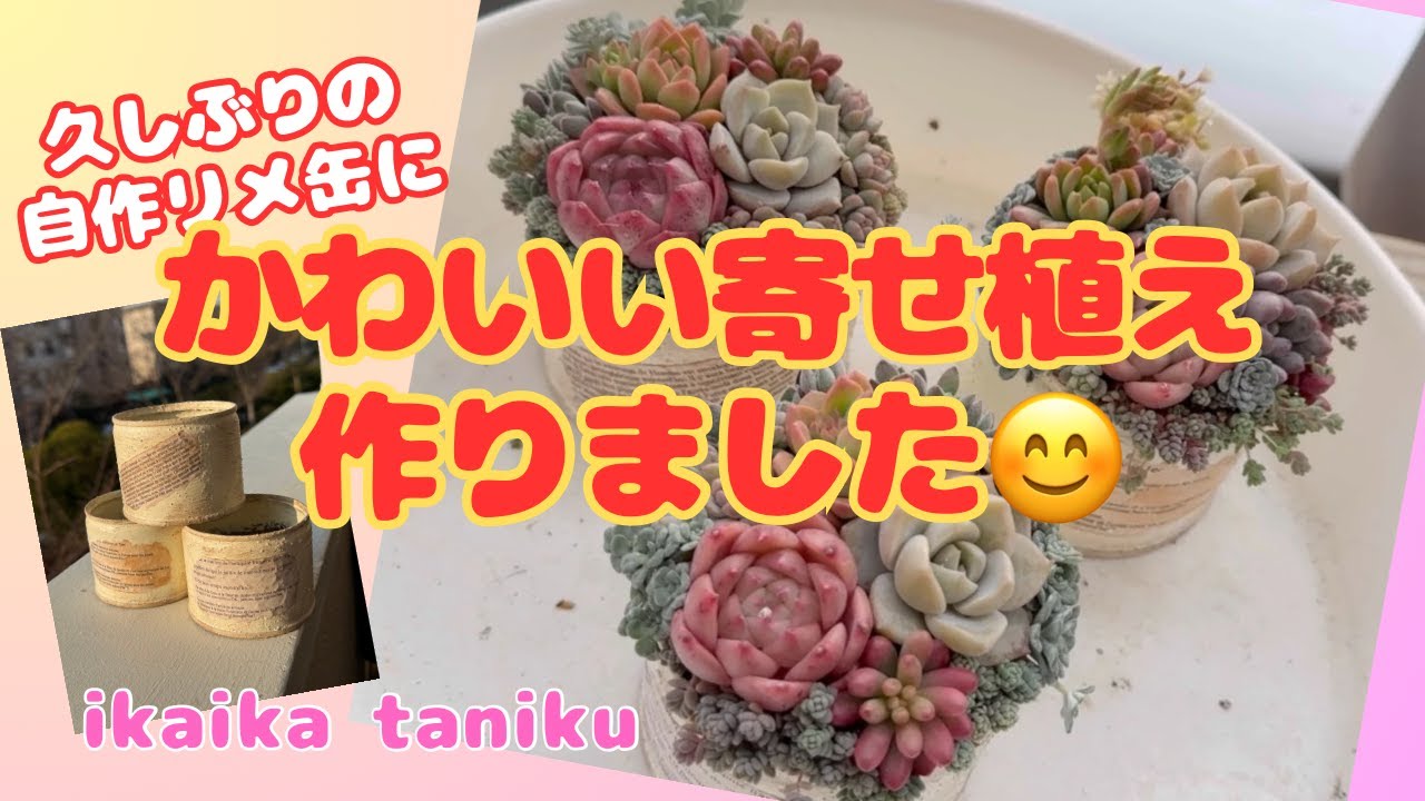 #220 『多肉植物』久しぶりの自作リメ缶にかわいい寄せ植え作りました😊