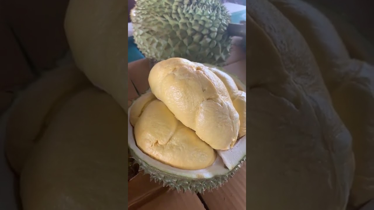 รีวิวทุเรียนพันธุ์ บ่อเวฬุ , กบหัวล้าน , กบตาเหมย , หมอนทอง| ลุงหมูป้าตุ้ยพันธุ์ไม้