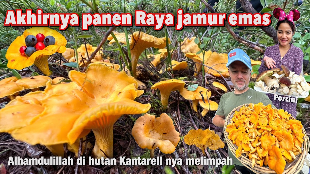 AKHIRNYA PANEN RAYA JAMUR EMAS 24 KARAT DI HUTAN | KANTARELLNYA MELIMPAH RUAH | FORAGING CAHNTERELLE