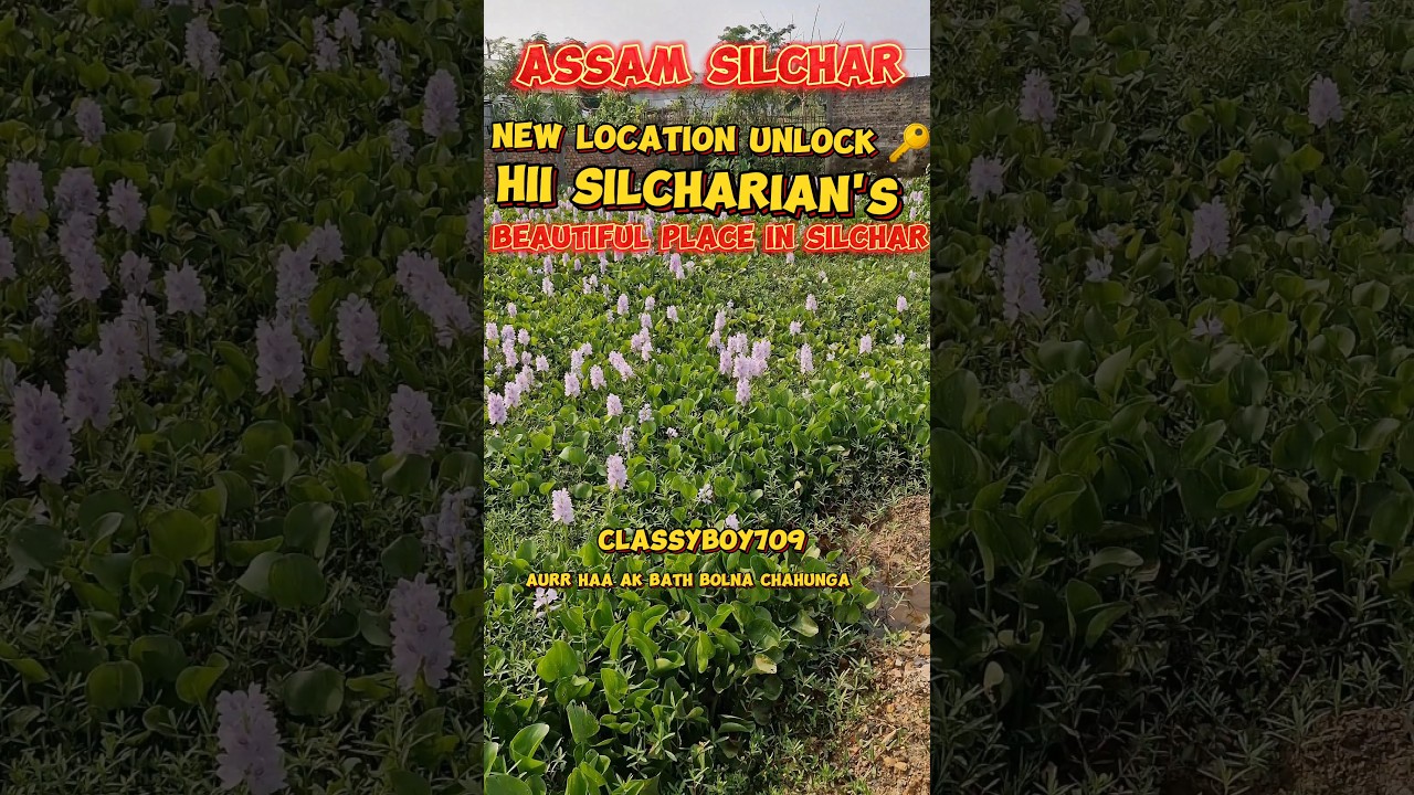 hii silcharIan's #silcharcity #silchar #silchar_city_of_love #ytshorts #explore #explorepage #viral