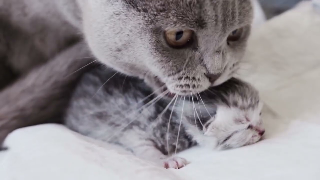 cat stress relief music｜Cat Music Gentle Rest