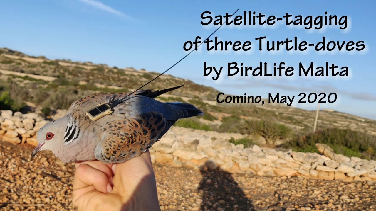 Three Turtle-doves satellite-tagged by BirdLife Malta