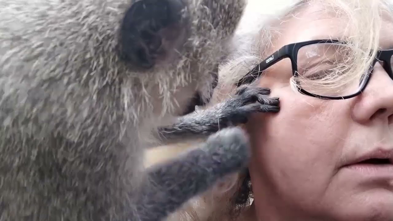 ASMR Fall Asleep FAST! Zen Baby Monkey Lollipop's Blissful Ear Cleanse And Calming Hand Grooming