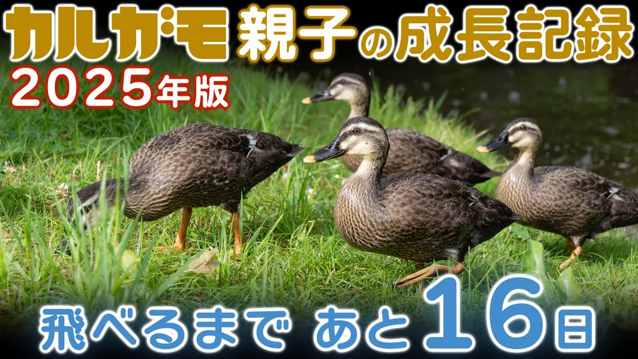カルガモ親子の成長記録2025年版（第13回） 生後47日目 たっぷり見たいマニアのためのゆったり編集 2025年6月25日 飛べるまであと16日