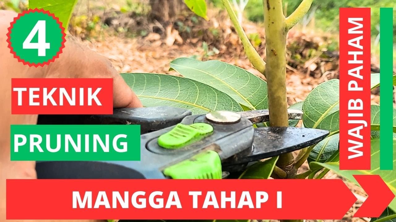 Cara Benar Pruning Mangga Tahap 1
