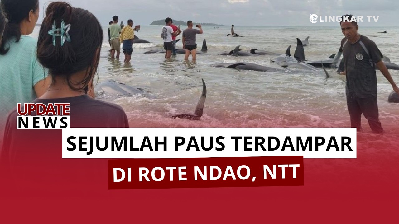SEJUMLAH PAUS TERDAMPAR DI ROTE NDAO, NTT