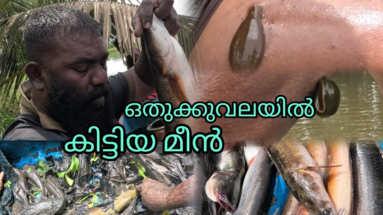 ഒതുക്കുവലയിൽ കിട്ടിയ മീൻ | FISHINGVLOG | #reallife #realfishing