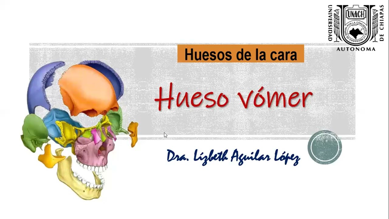 HUESO VOMER