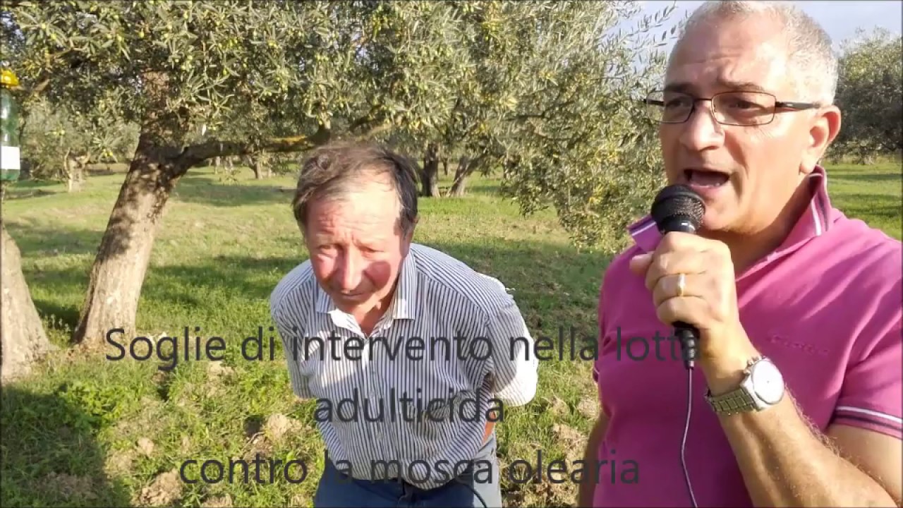 Soglie di intervento lotta adulticida mosca delle olive - settembre 2018