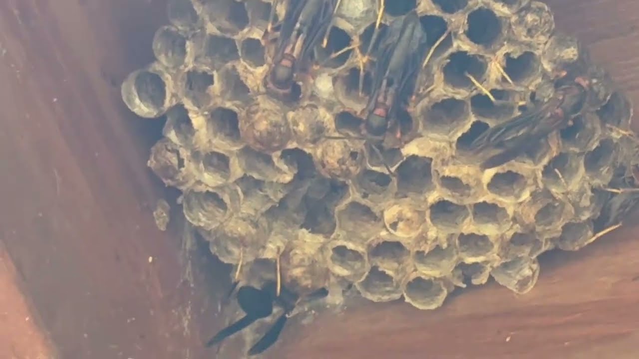 Polistes Nest October 19th