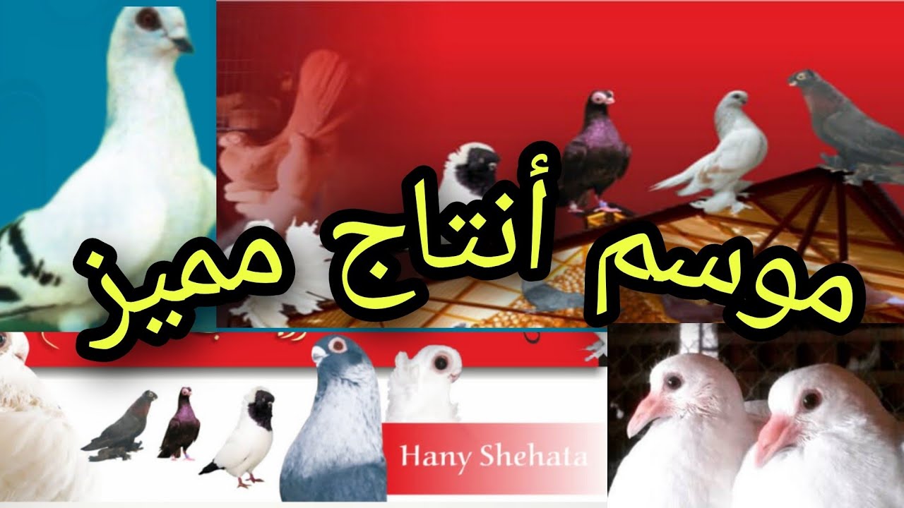 خطوات أستقبال موسم أنتاج الحمام الناجح
