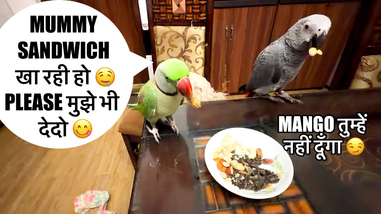 मुझे भी Sandwich 🥪 खानी है 🦜🙄बोलने वाला तोता 🦜 Talking Parrot 🦜