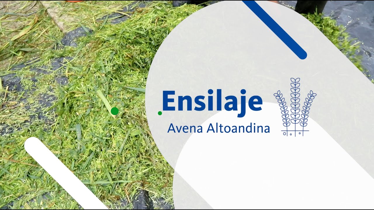 Avena Forrajera Altoandina: Ensilaje