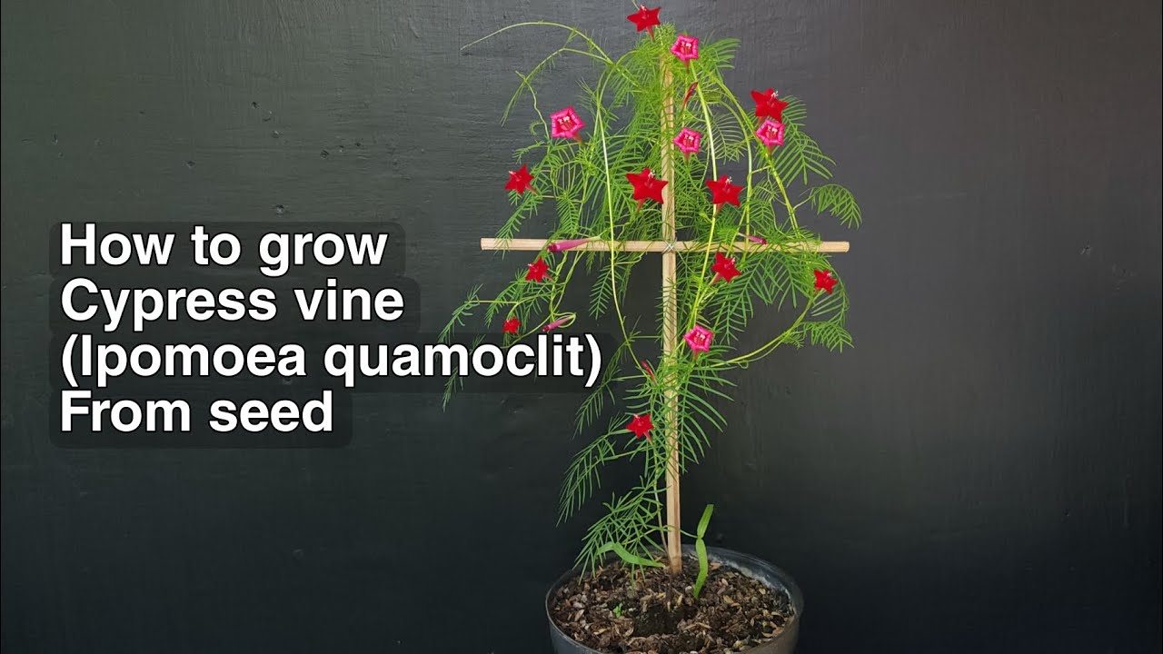 HOW TO GROW Cypress vine (Ipomoea quamoclit) FROM SEED
