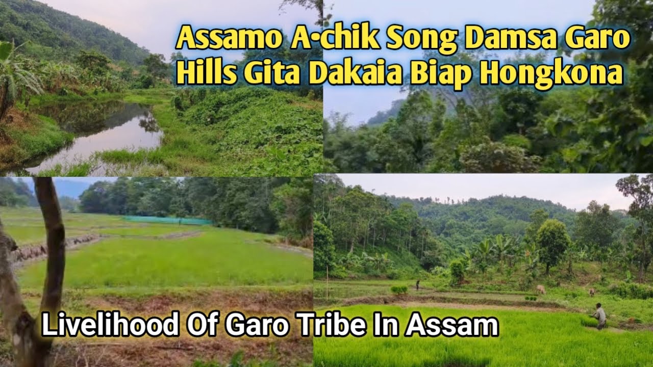 Assamo A•chik Song Damsa Garo Hills Gita Dakaia/ Livelihood Of Garo Tribe In Assam