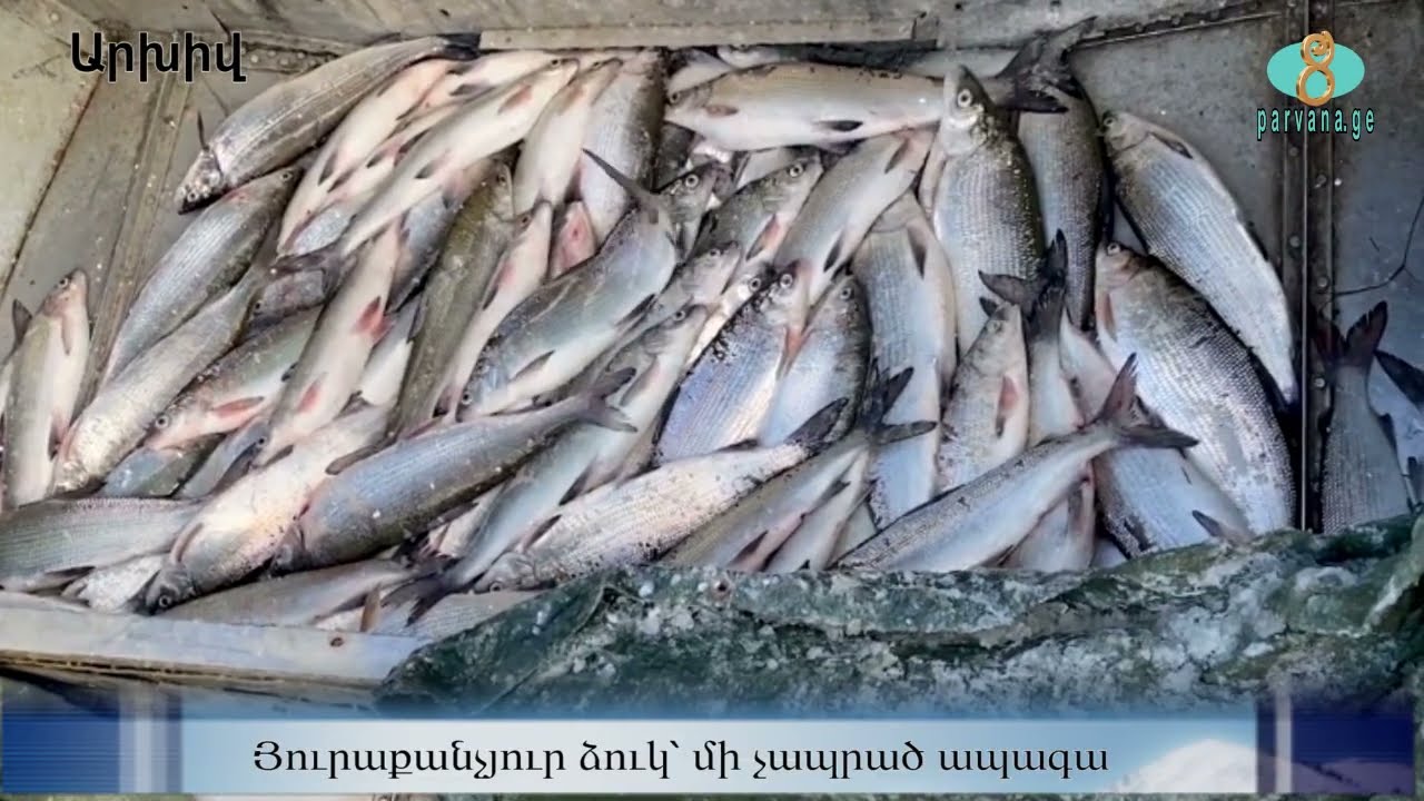 Каждая выловленная рыба — это нереализованное будущее.  Յուրաքանչյուր ձուկ՝ մի չապրած ապագա