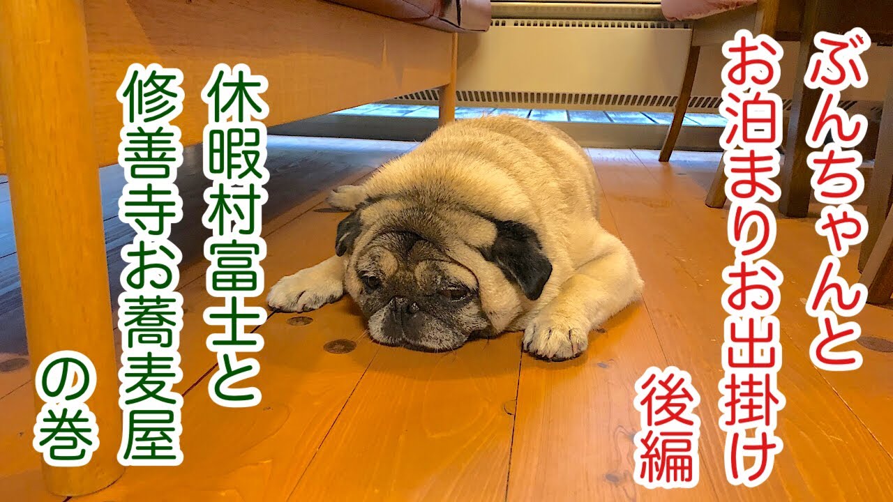 【パグ 】ぶんちゃんとお泊まりお出掛け後編＃パグ ＃pug＃犬のいる暮らし