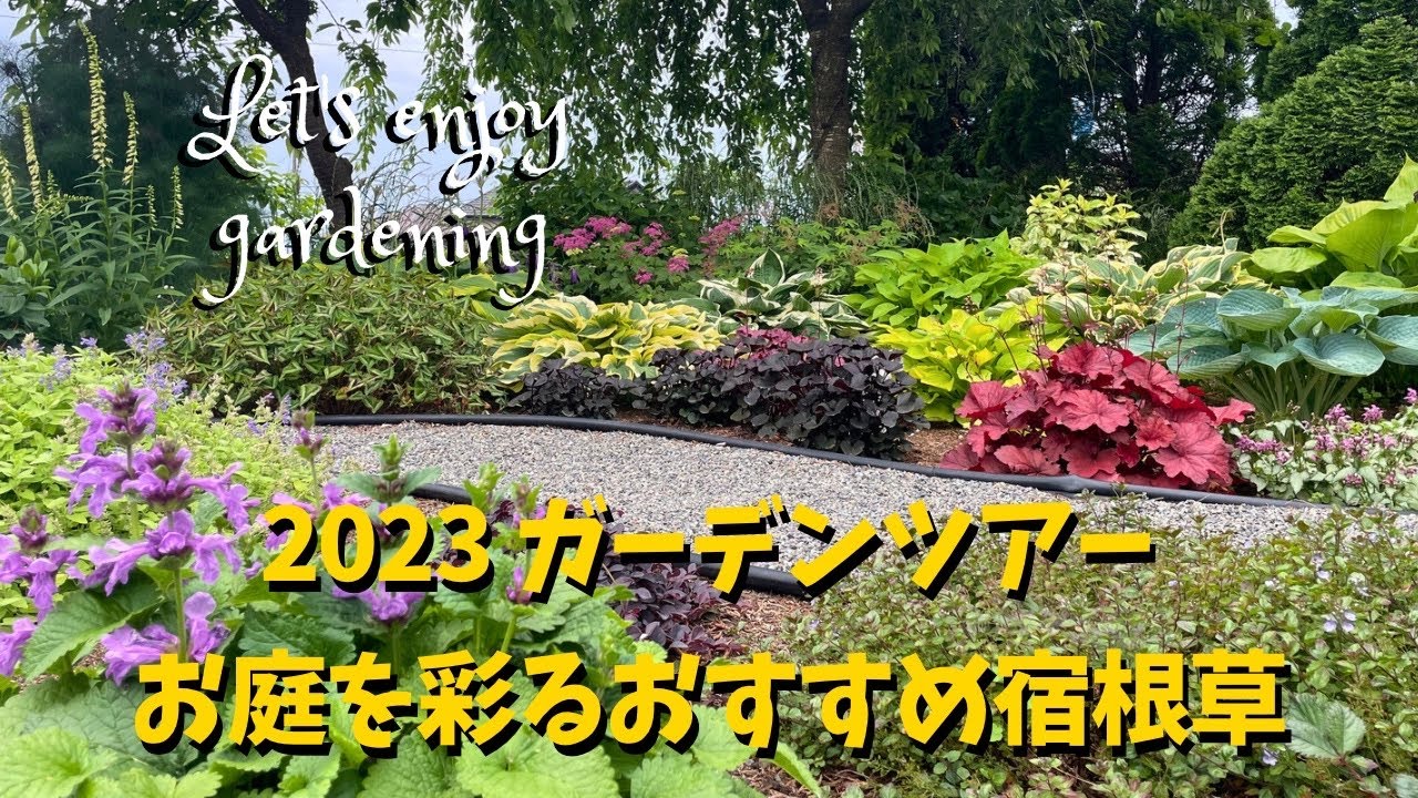 ガーデニング/初夏の宿根草ガーデン　おすすめの宿根草たちの開花真っ盛り！