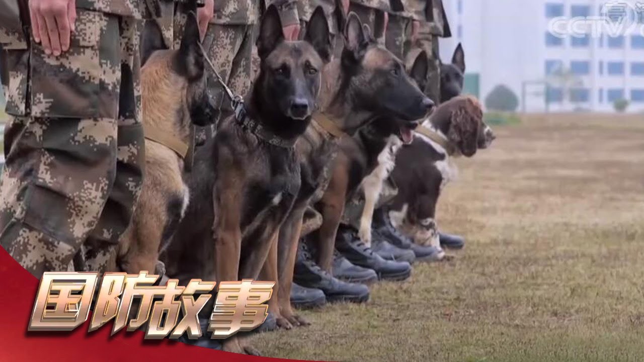 尖峰对决！直击警犬比武现场 “汪星人”集体秀绝技！「国防故事」| 军迷天下