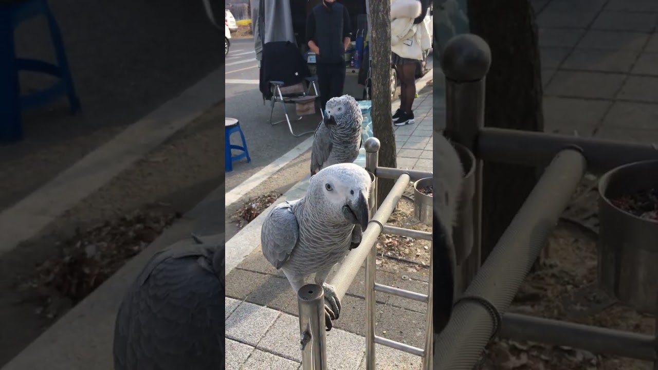 Korea street bird 🦜 ❤️