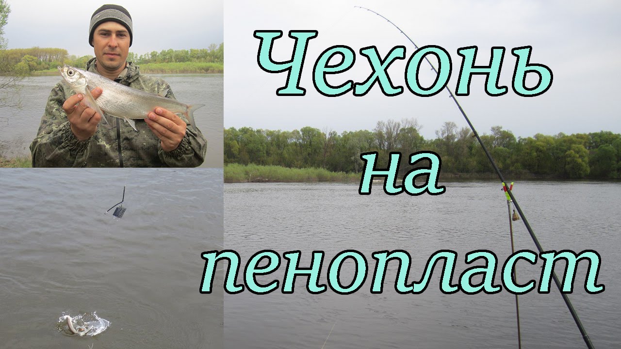 Чехонь на пенопласт. Ловля на фидер весной