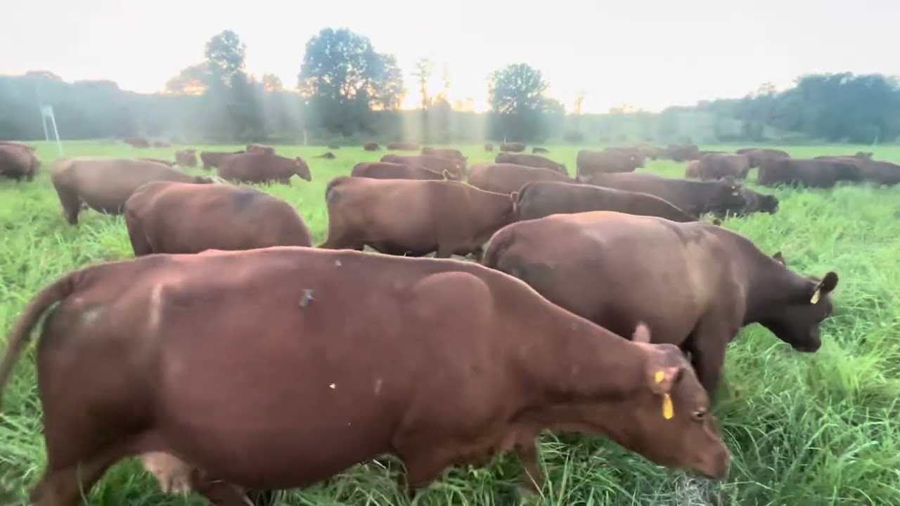 Don't go broke grazing the whole plant, graze top third and watch plants, animals & profits explode.