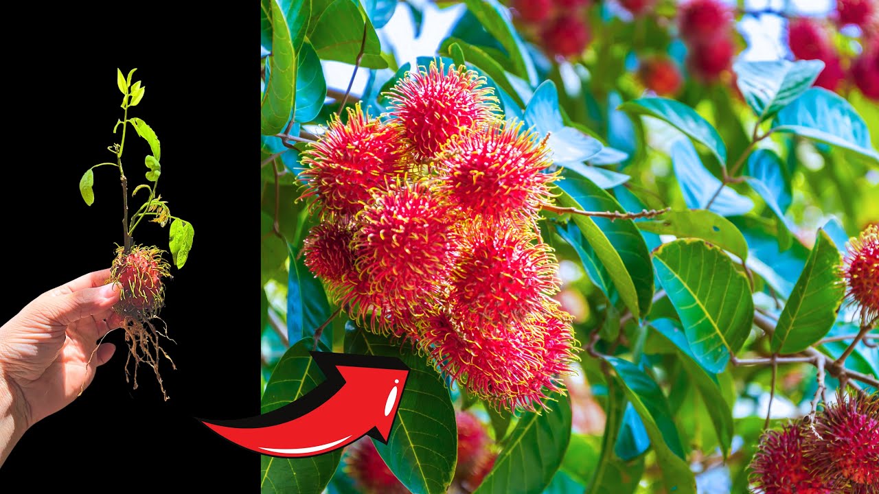 The secret of easy propagation of rambutan from seeds. Easy to do, 100% success