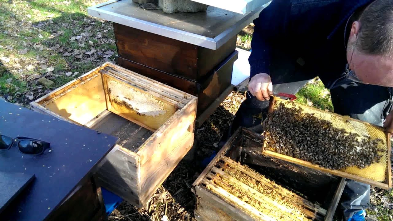 Bienenvolk umlogieren