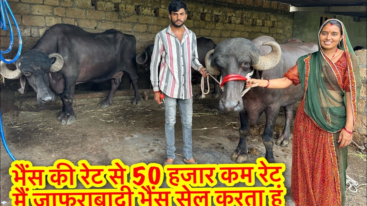 भैंस की रेट से 50 हजार कम रेट मैं जाफराबादी भैंस सेल करता हूं #top #jafarabadi #buffalo #gujarat