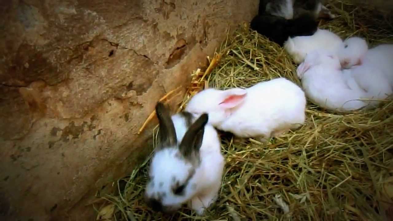 Deutsche Riesen Kaninchen Babys 2 einhalb Wochen alt... Mit Joppi  (ihrer Mama) !!!