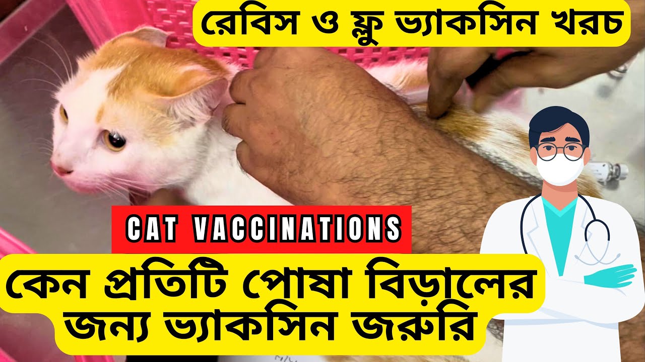 Cat Vaccination  Rabies & Flu Vaccine  কেন প্রতিটি পোষা বিড়ালের জন্য ভ্যাকসিন জরুরি