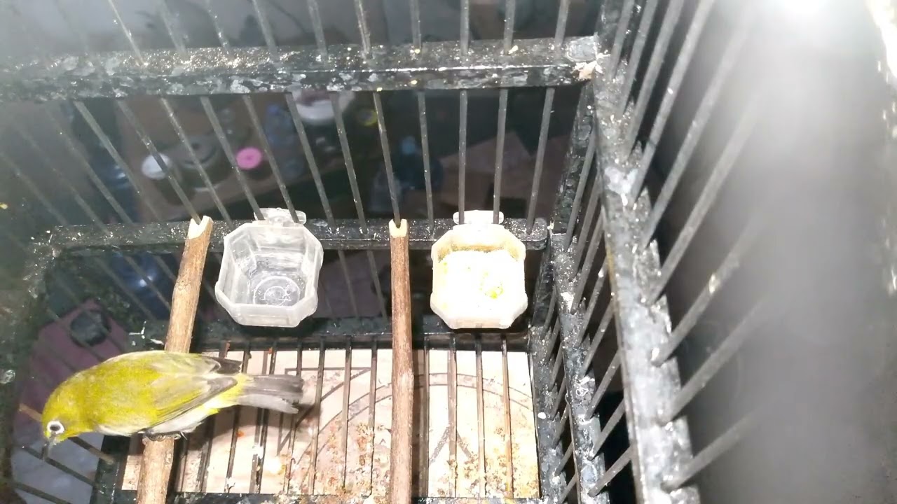 Pancing burung pleci ampuh