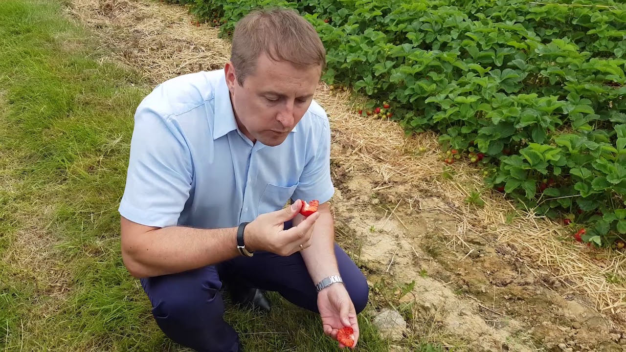 Plantacja truskawek.  Jak zebrać zdrowe owoce?