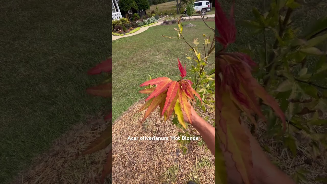 Acer oliverianum 'Hot Blonde' year 1 update!