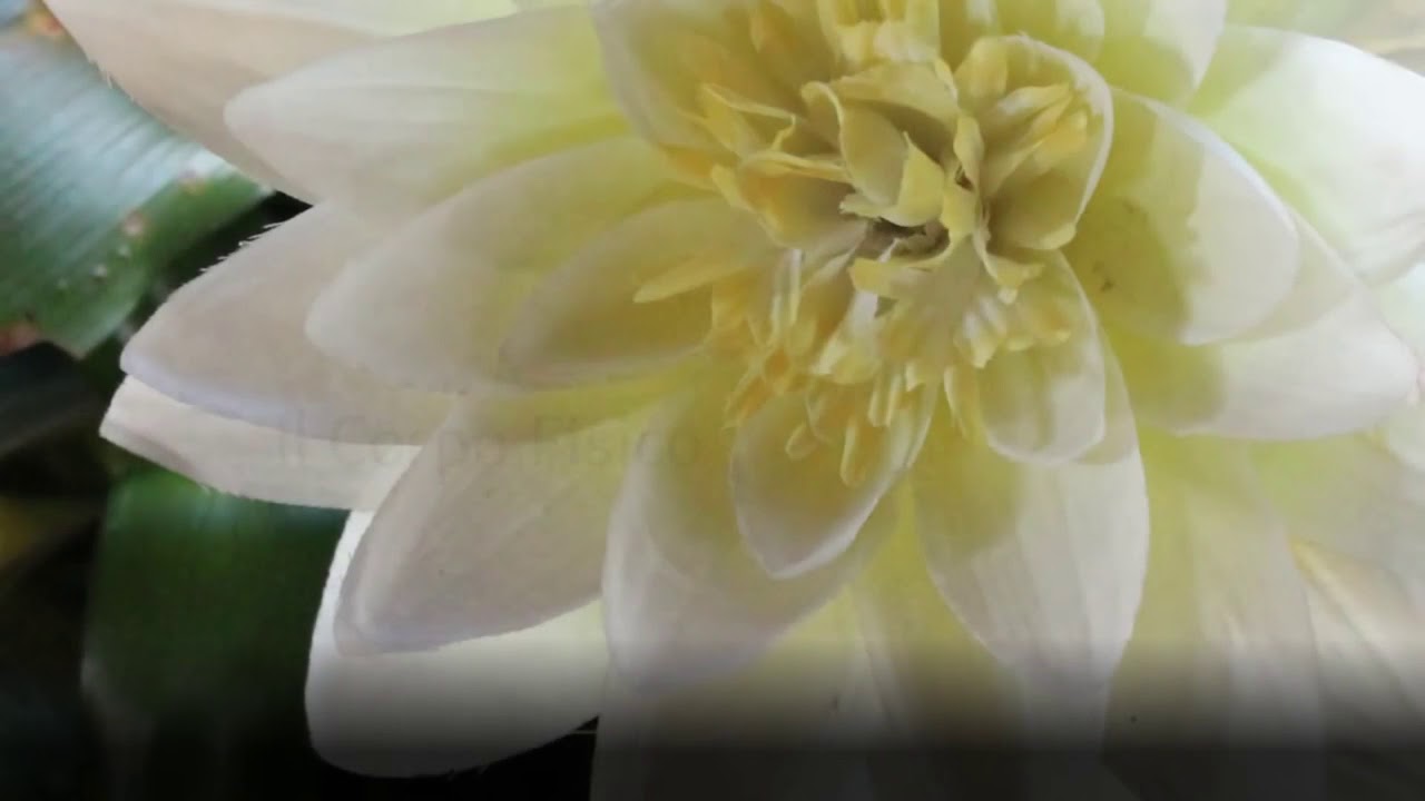 Meditazione guidata di centratura sul Chakra del Cuore