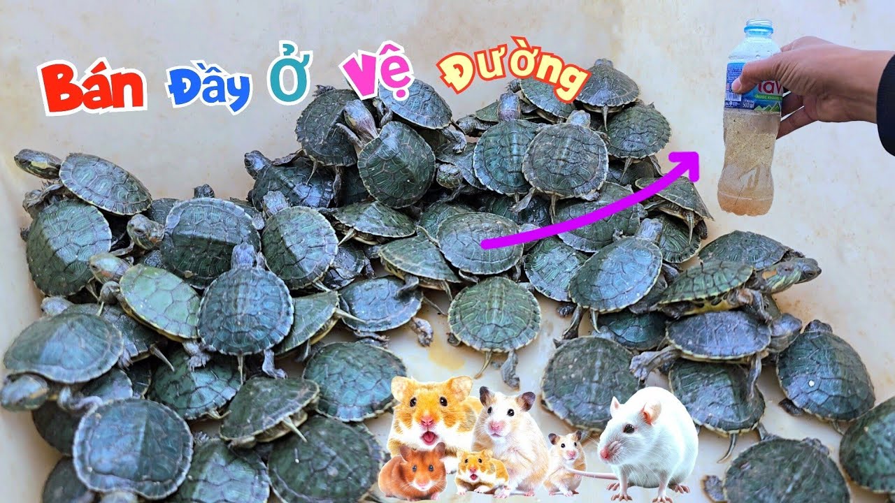 Không Ngờ Ở Đây Rùa Cảnh Các Loại Và Chuột Lại Bán Nhiều Đến Vậy / Quế Nghịch