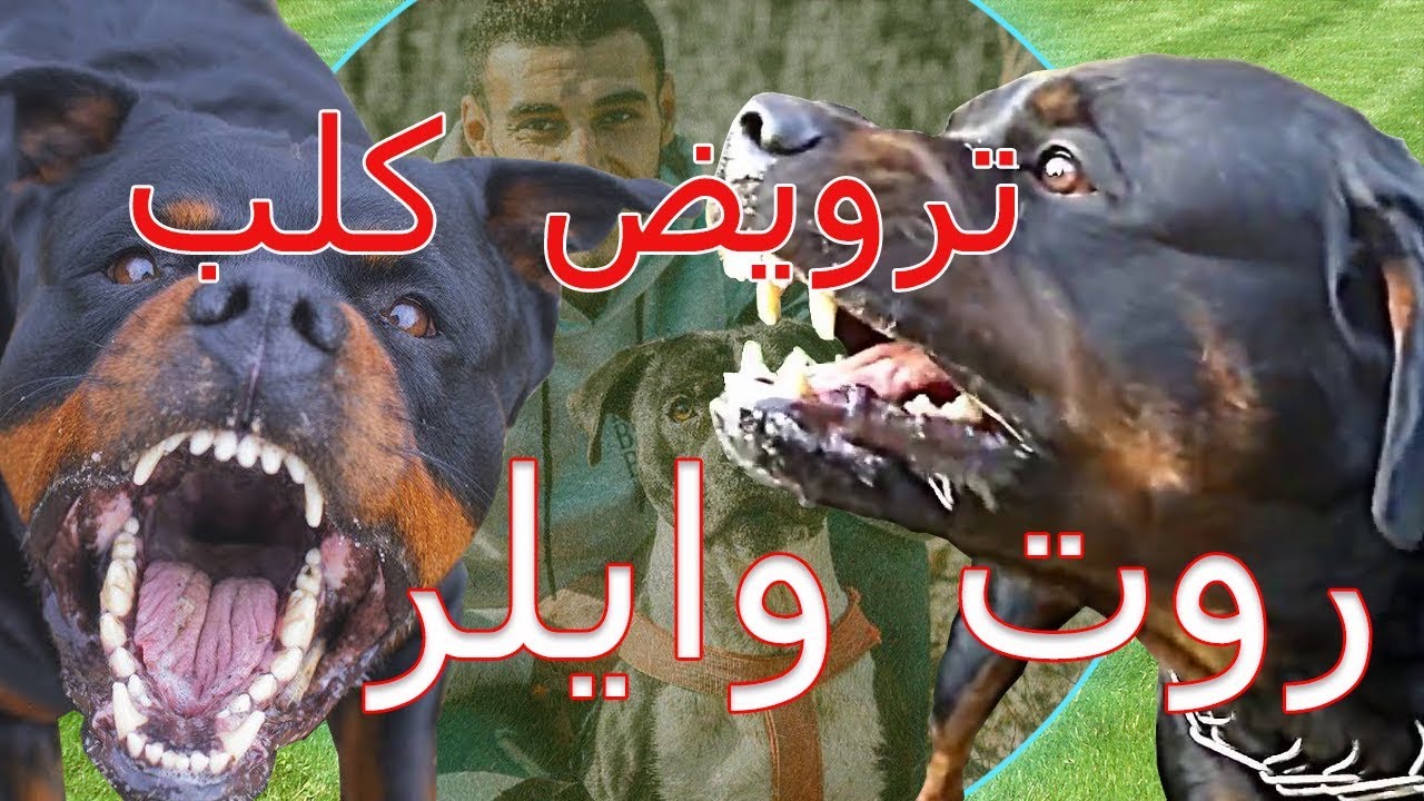 ترويض كلب روت وايلر وتقويمه مع كابتن موكشا | صاحب الكلب بيوتن الروت وايلر يقوم بإستلامه بعد تحسنه