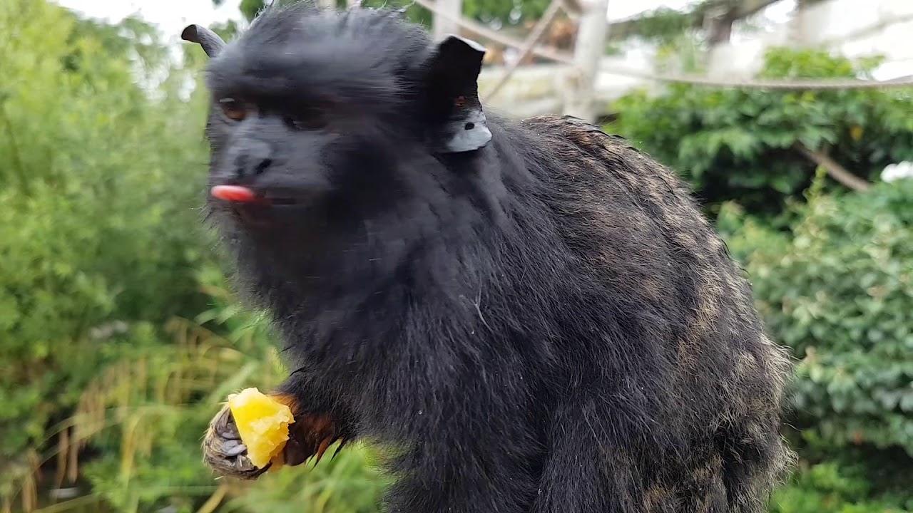 red handed tamarin at chessington world adventures